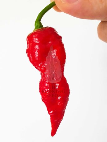 Ghost Pepper - Bhut Jalokia Red- Pack de sementes 10+