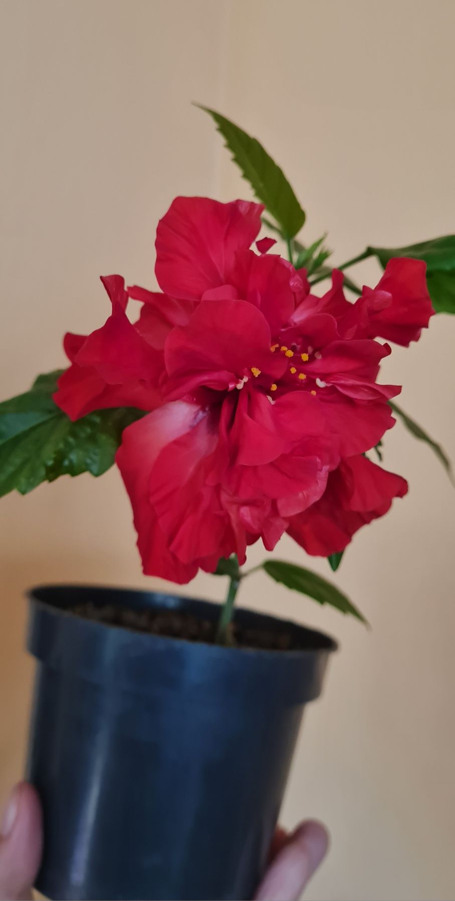 Hibiskus czerwony piękny młody kwiatek