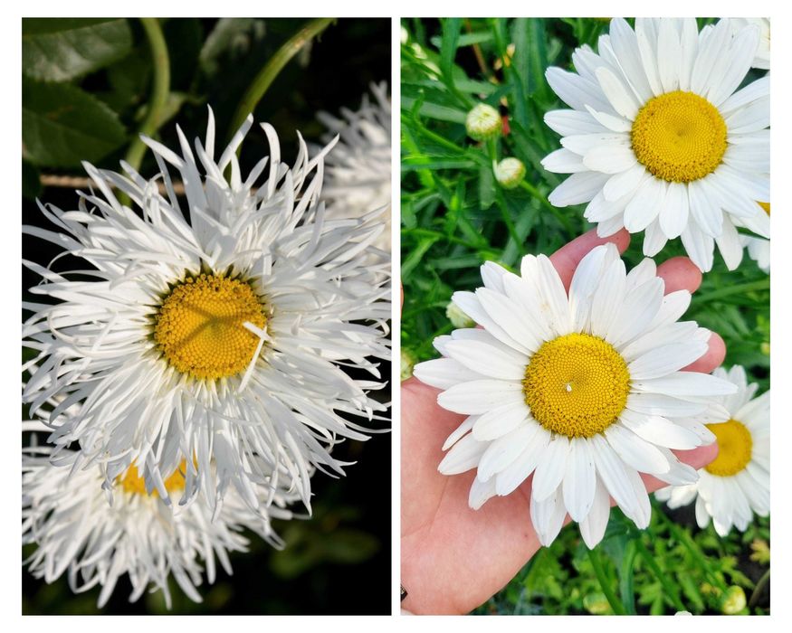 Саженцы многолетних цветов астра омашка колокольчик гелениум