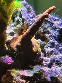 Likwidacja akwarium morskie, Acropora, koralowiec.