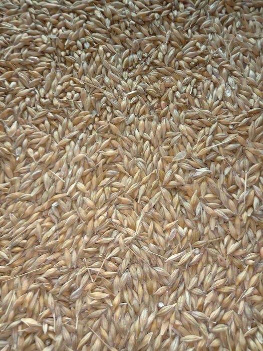 Продам ячмінь, пшеницю.