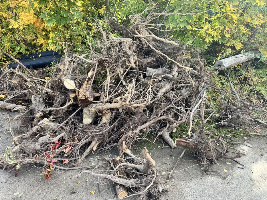 Продам коряги под декор