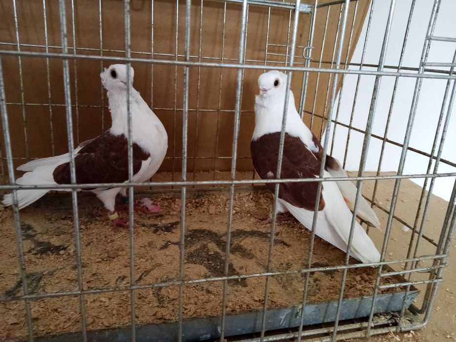 Gołębie Ozdobne Mewka Mewki