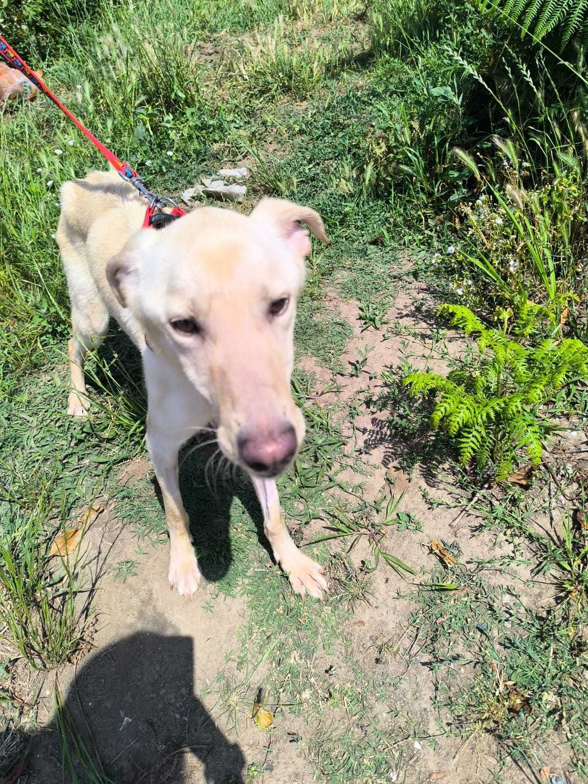 Cão Macho para adoção responsável