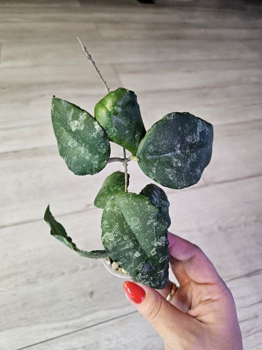 Hoya caudata Sumatra