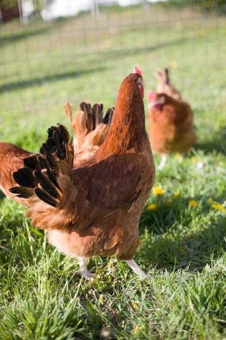 Kury nioski na wybieg Rosa  dowóz Gratis