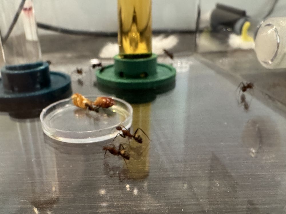 Duża kolonia mrówki camponotus habereri królowa z robotnikami