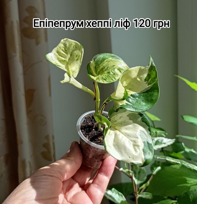 Продам надлишки кімнатних рослин(фікус Кокетка,оксаліс)