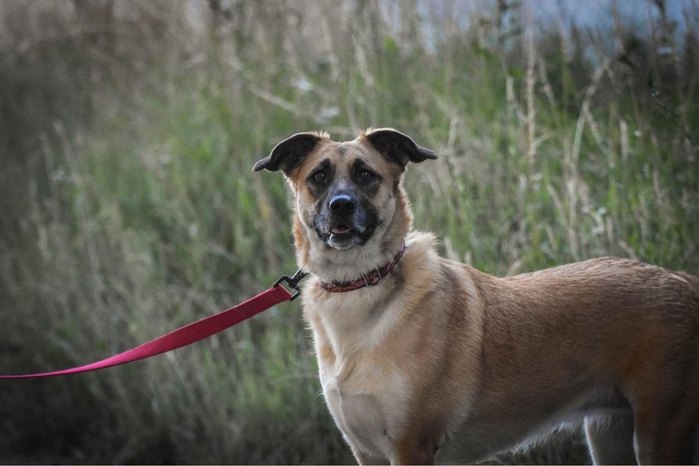 Masza czeka na swój dom
