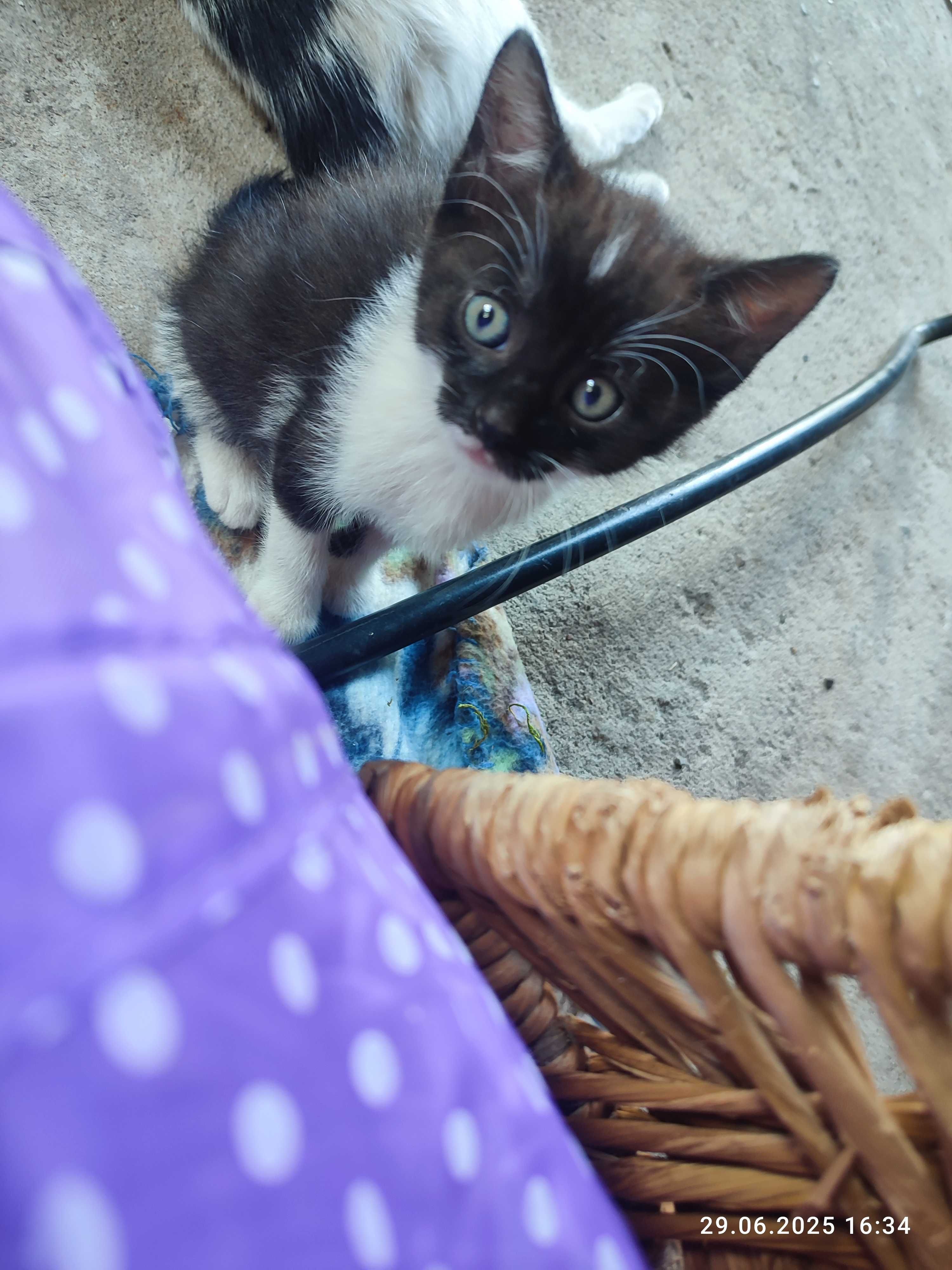 Cudne kotki do adopcji