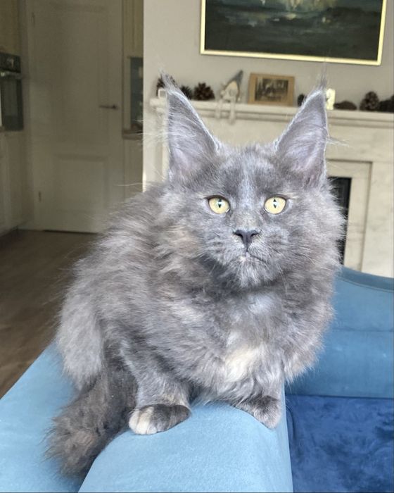 Blue cream kotka maine coon EXTASY Enklawa*PL