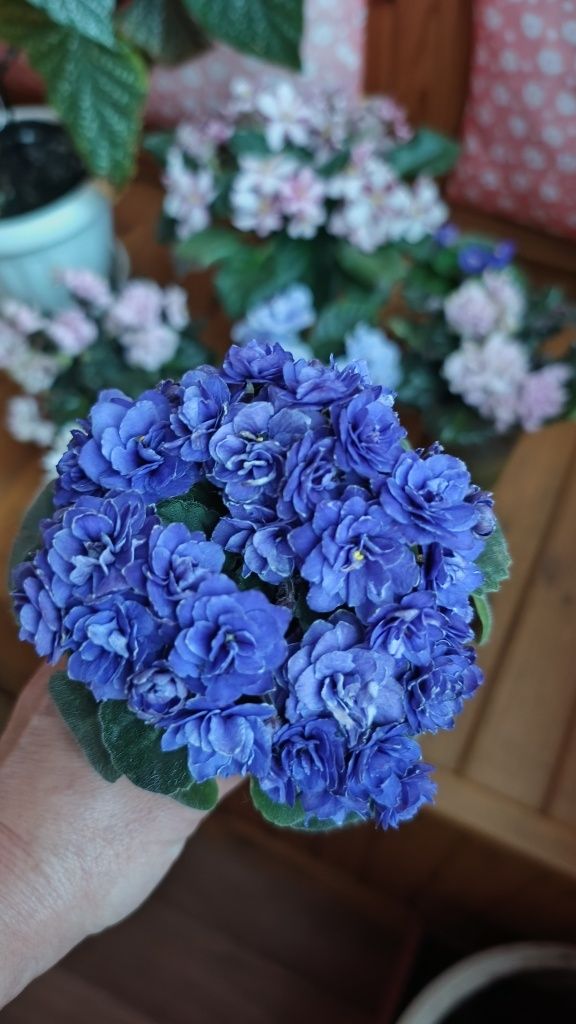 Дітки фіалки  Ness' Crinkle Blue