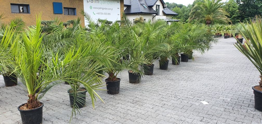 Phoenix canariensis palma Królewska taras basen ogród