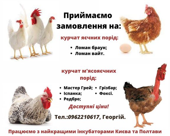 Замовлення на курчат яєчних та м'ясояєчних порід