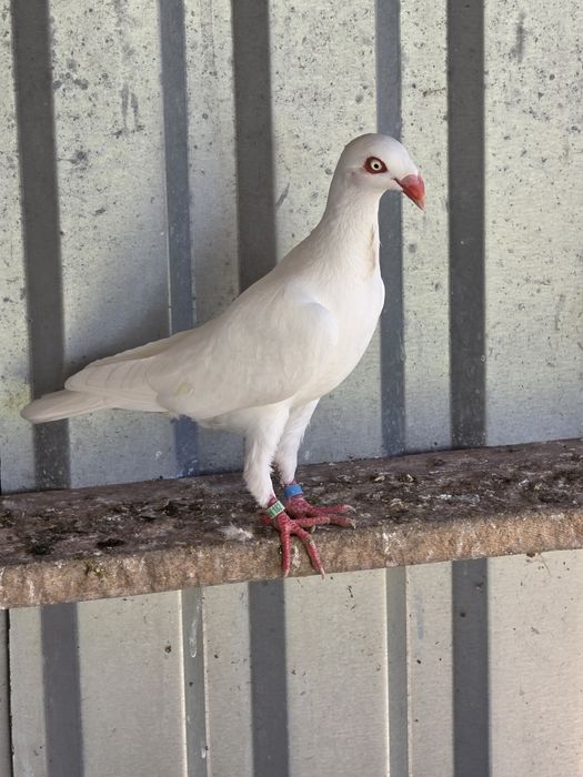 Biały nakrapiany duński lotny