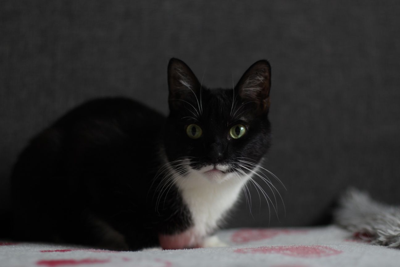 Kot kotka do adopcji Adopcja prywatna