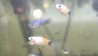 Młode platki niebieskie i mickey mouse do akwarium