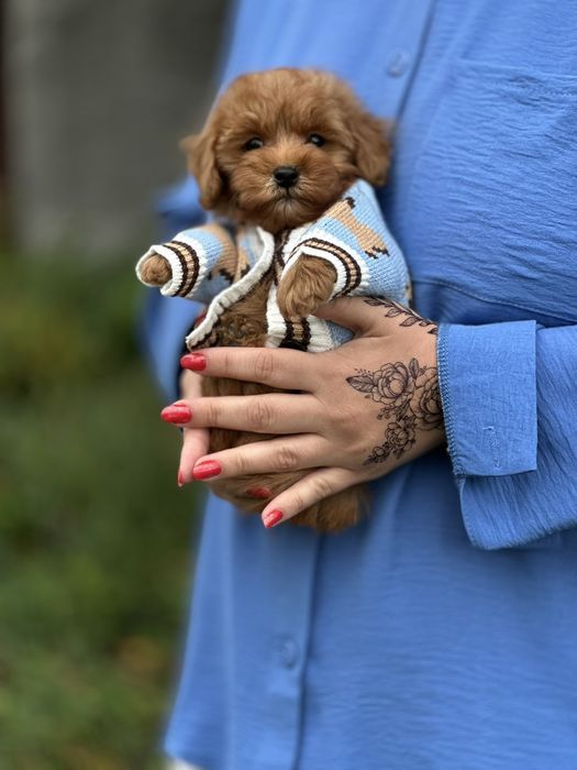 Хлопчик Мальтіпу — маленький друг з великою душею