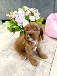 Cavapoo - cavalier & pudel suczka gotowa do odbioru