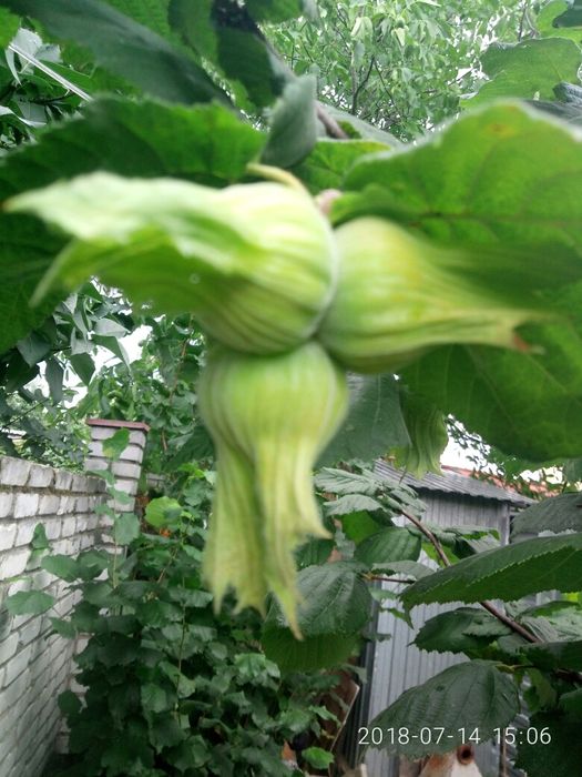 Маракуя  азимина гумі ірга