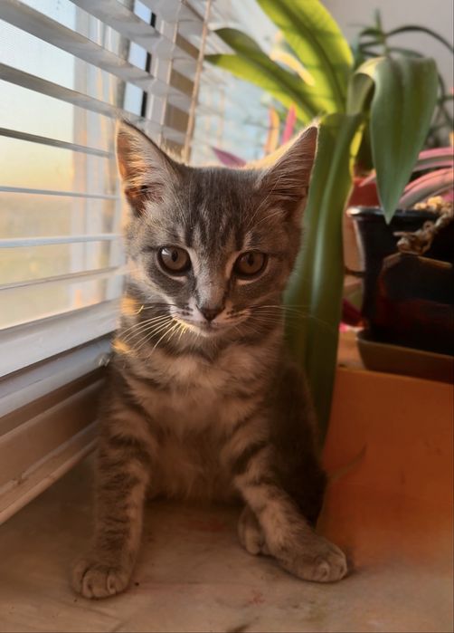 Котенок британцы кошеня британец британскої киця в добрі руки