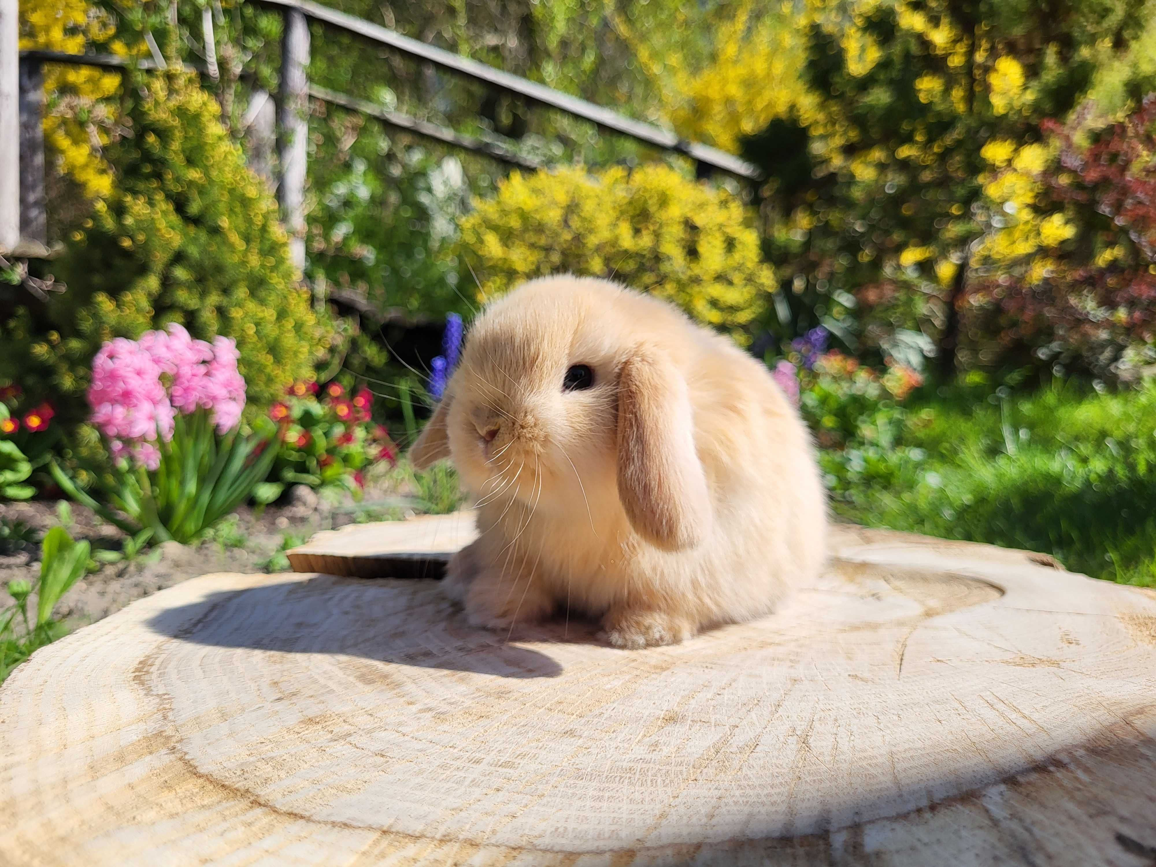 Króliczki Mini Lop i Karzełki Teddy. Legalna hodowla.