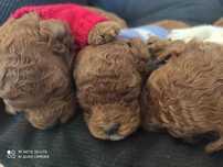 Pudel Toy Cockapoo Cawapoo