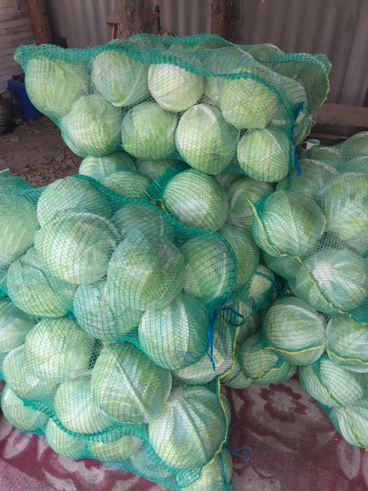 Продам капусту Структа , Бригадір