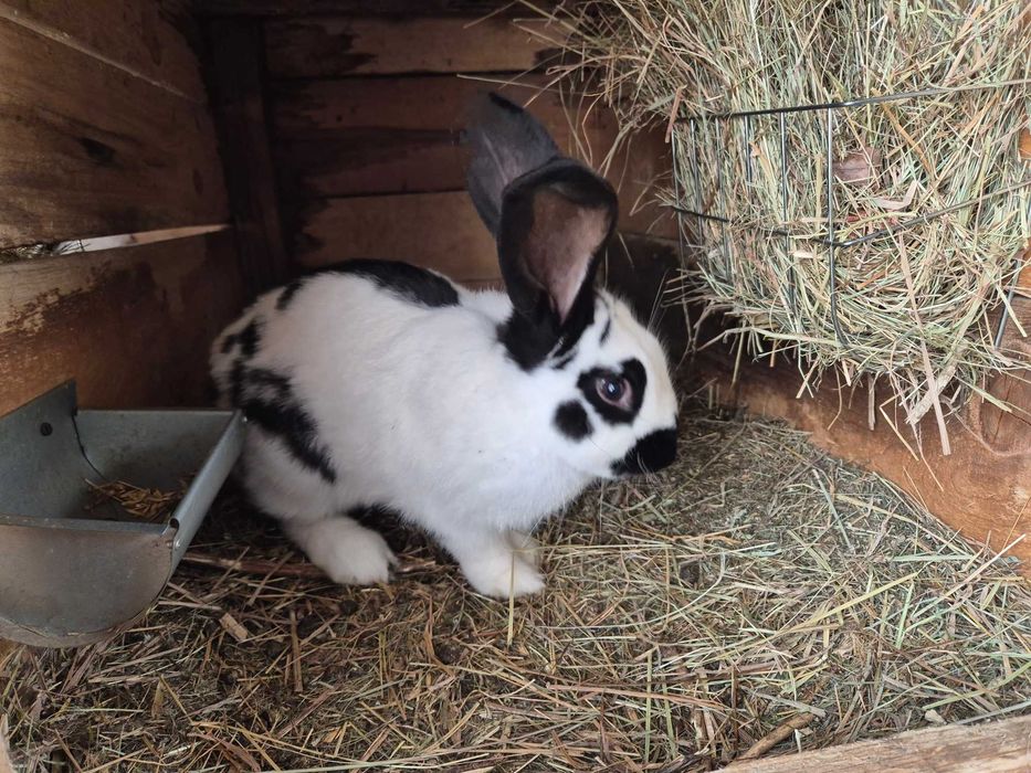 królik młody  samiec srokacz