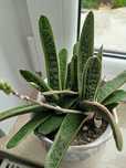 GASTERIA EXCELSA Trwały sukulent