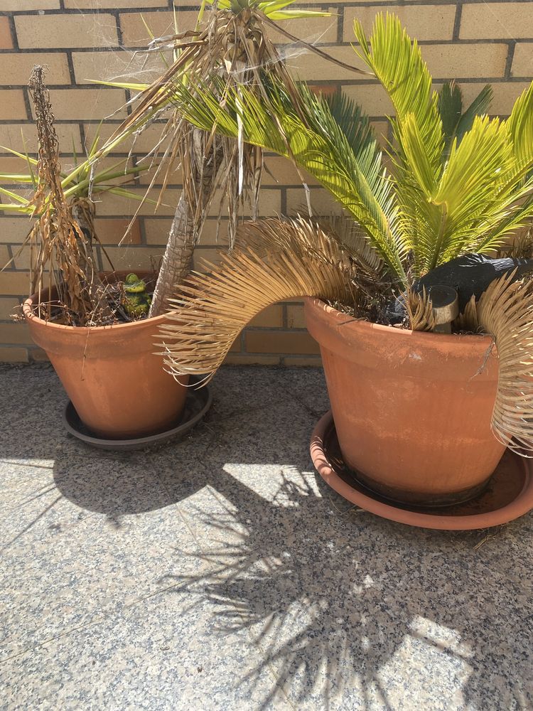 Vaso de barro em bom estado