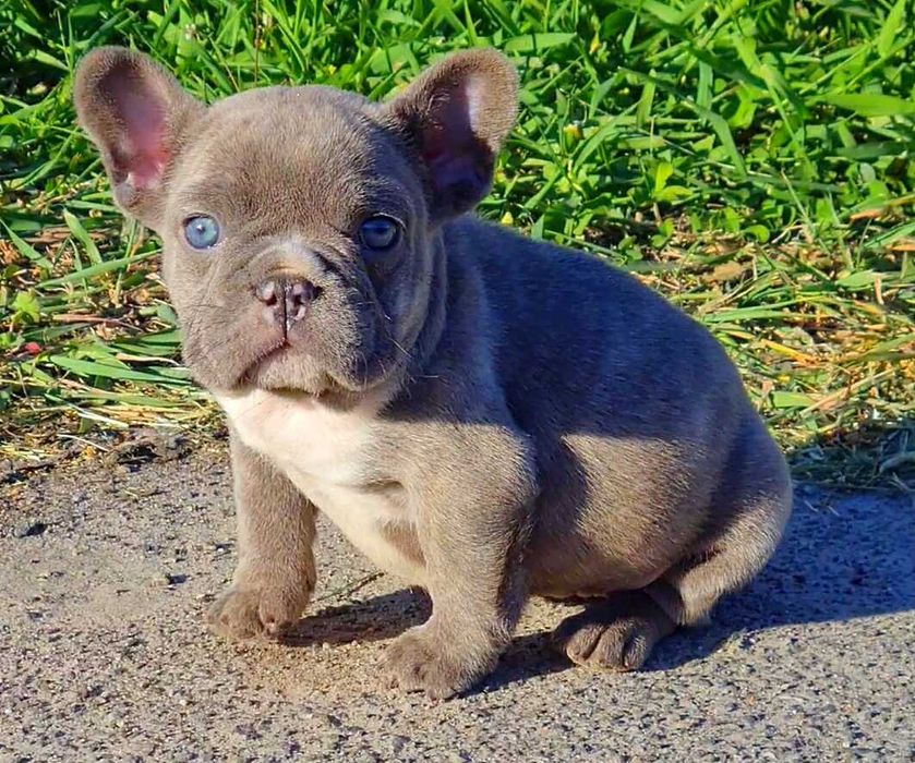 Голубоглазая красотка! Щенок французского бульдога!