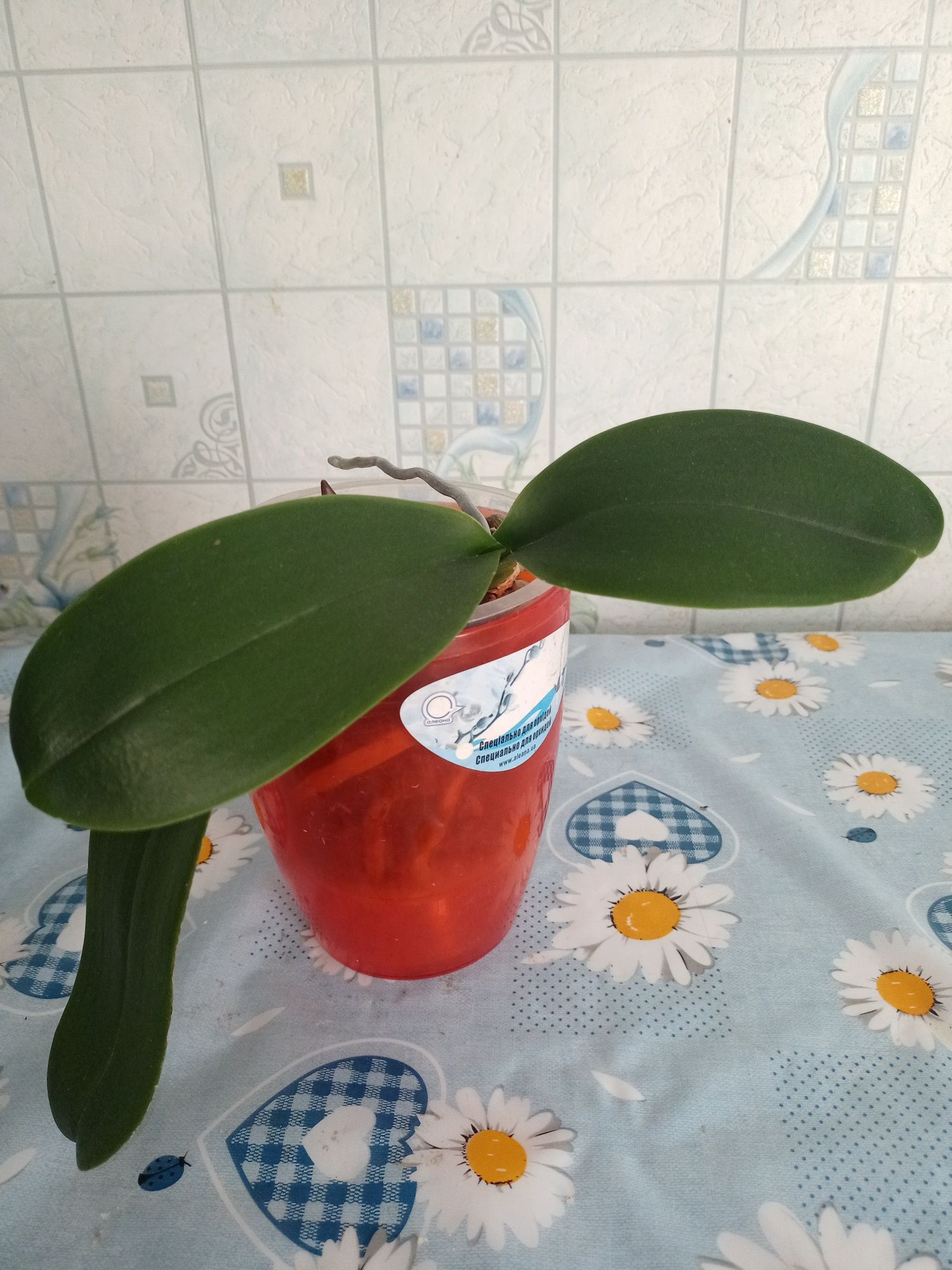 Орхідея фаленопсис. Орхидея. Білого кольору.