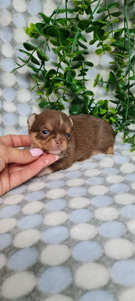 Estupenda menina Chihuahua/Chiuaua de Qualidade. Linhagem Russa
