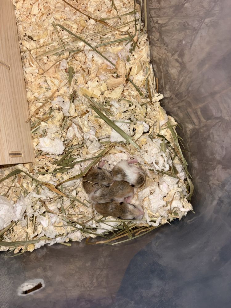 Hamster anao russo