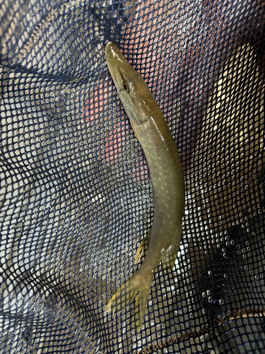 Narybek pstrąga tęczowego patrągi tęczowe stawowe ryby do stawu