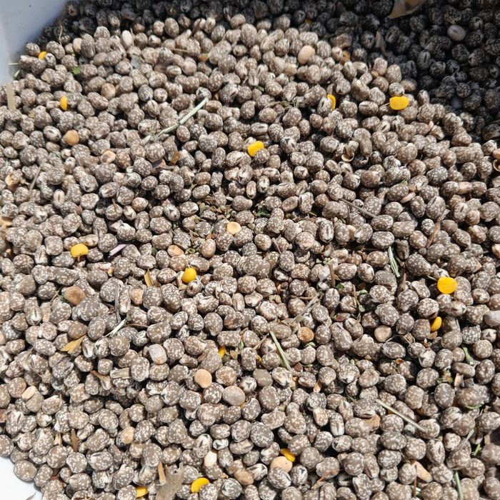 Sprzedam łubin gorzki