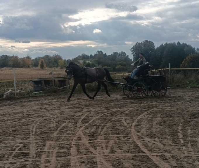 Sprzedam siwego wałacha