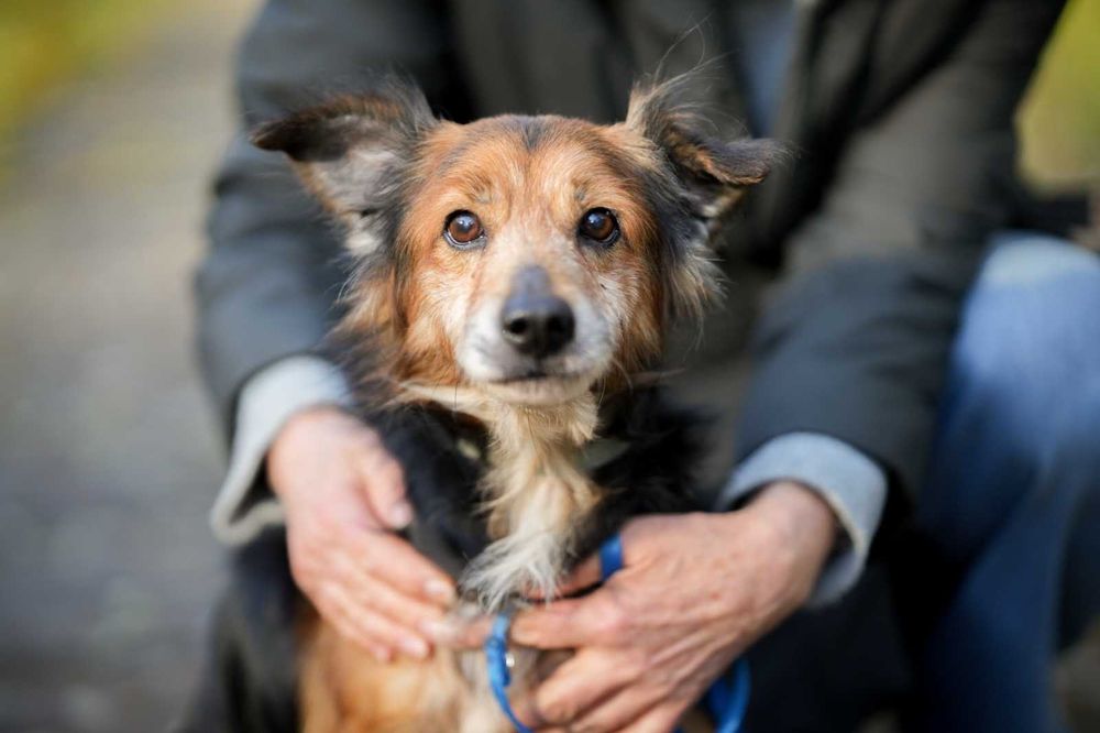 Edi mały , cudowny psiaczek szuka domu