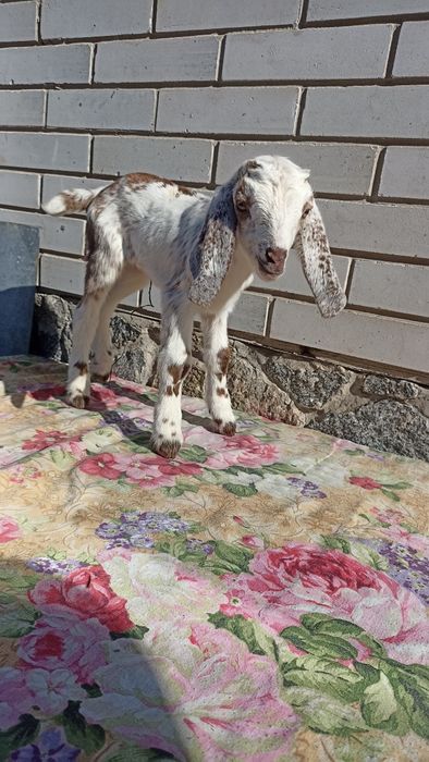 Англонубійський кізки