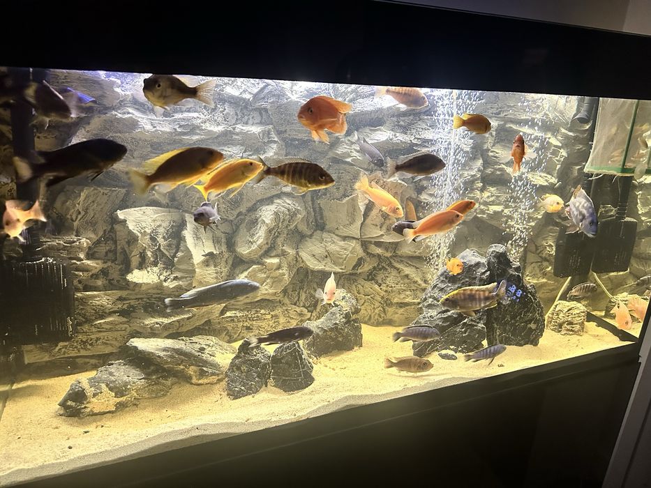 Akwarium Aquael Glossy 260L , Gwarancja, Pelen zestaw! Malawi Ryby