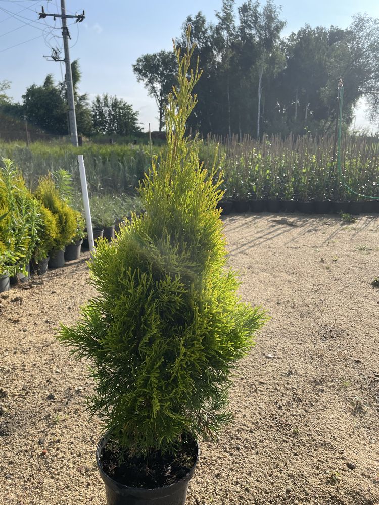 Thuja Smaragd Gold 50-60cm Doniczka 3 l
