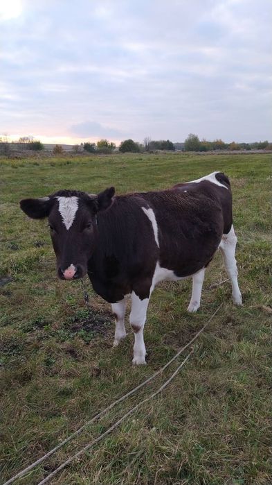 Продам телицю тілну