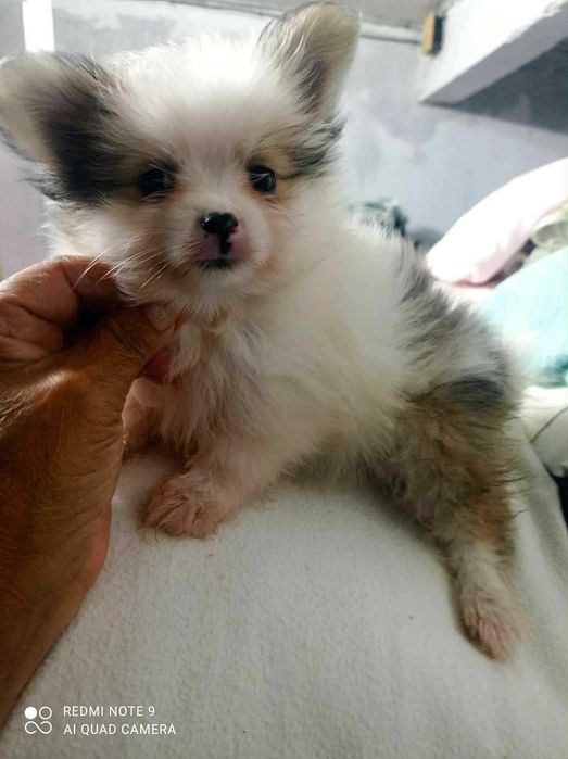 Lulu da Pomerania acasalamento acidental com Yorkshire Terrier