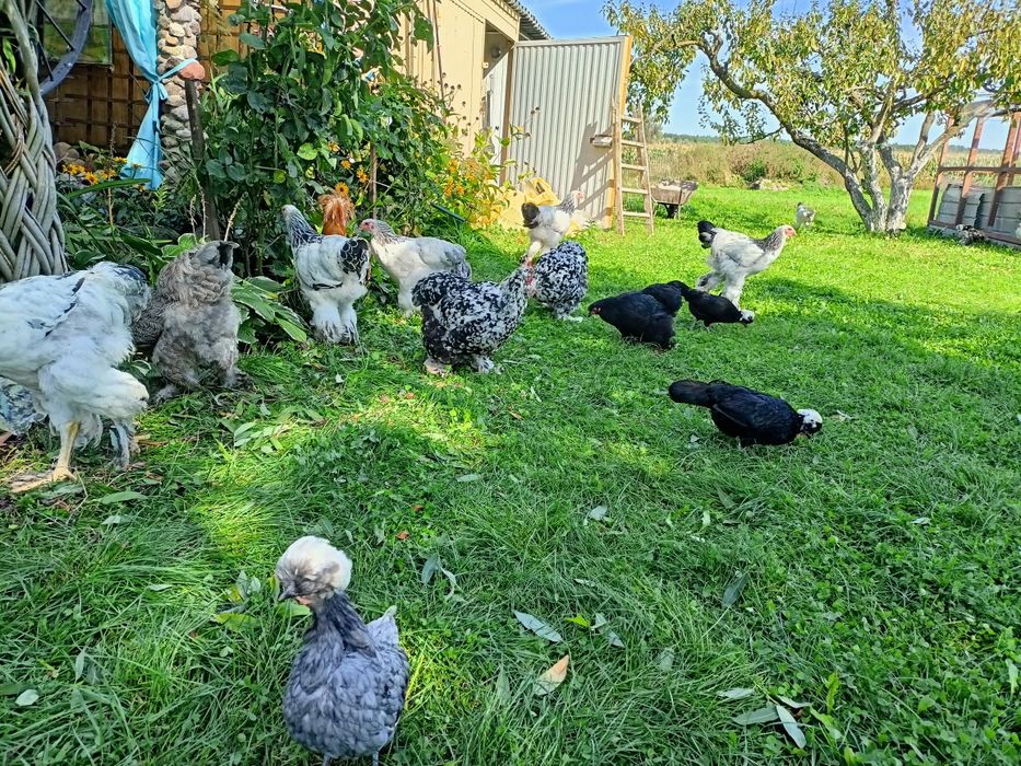 Sprzedam kury ozdobne