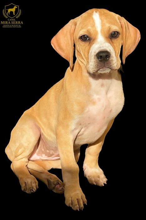 Perdigueira Portuguesa Com Lop e Afixo