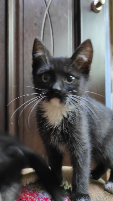 Віддам котиків у добрі руки