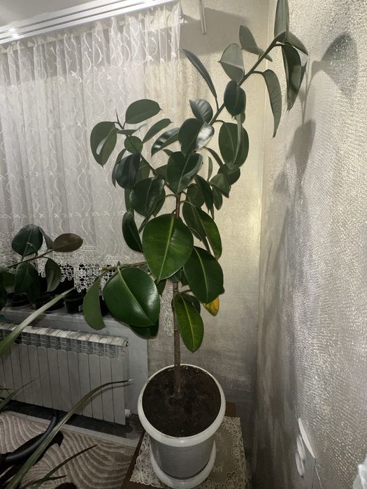 Фікус каучуконосний