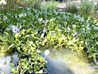 Plantas flutuantes de lago - aquário