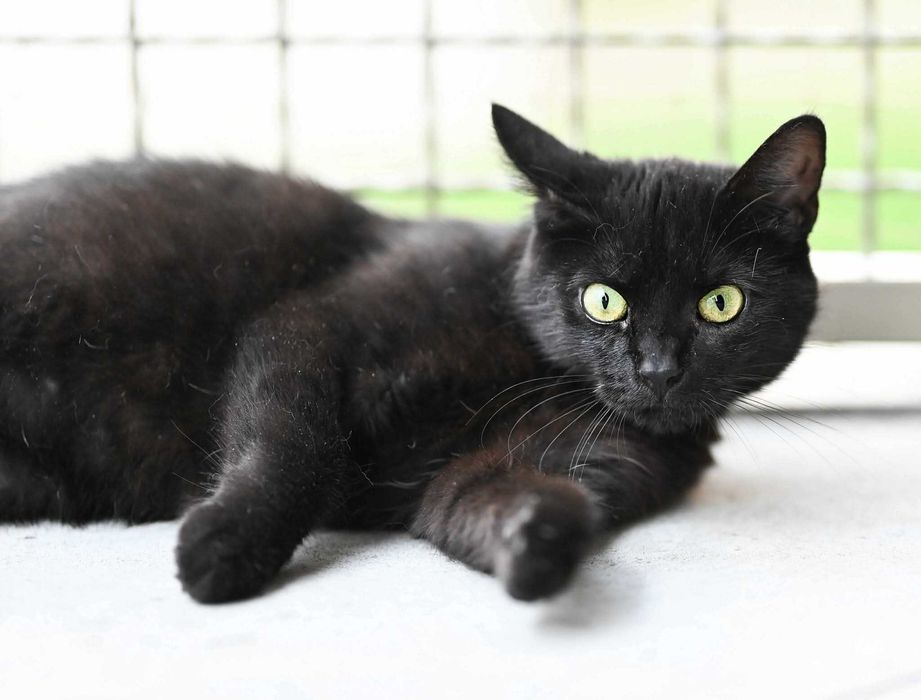 Adele - piękna zielonooka kotka